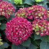 Hydrangea macrophylla 'Royal Red' - C4L-lila