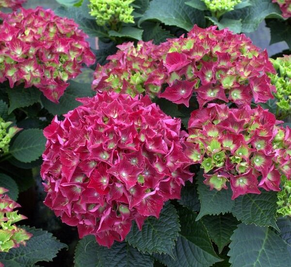 Hydrangea macrophylla 'Royal Red'