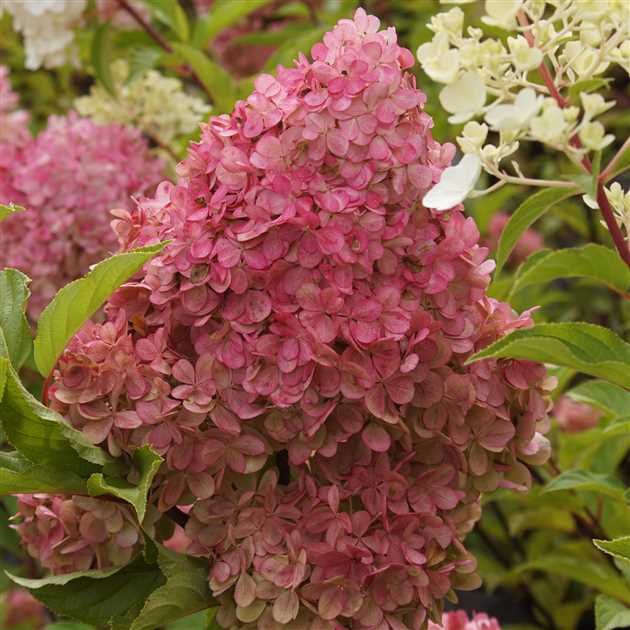 Hydrangea pan. 