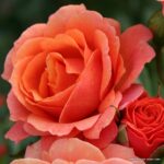 ROSA KORDES 2L Lambada®