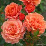 ROSA KORDES 2L Lambada® - Image 2