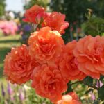 ROSA KORDES 2L Lambada® - Image 3