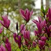 Magnolia 'Susan' - Kontejner 10 l, v. 60-80 cm
