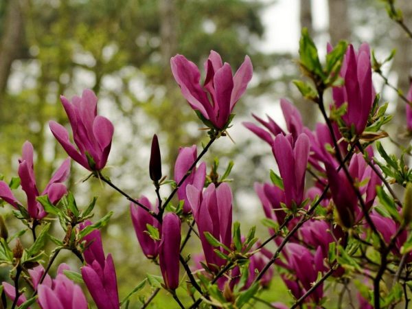 Magnolia 'Susan' - Magnolia susan flower 3 1200x900 1