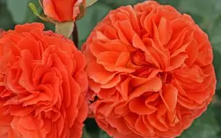 ROSA KORDES, Orangerie® - Orangerie 2