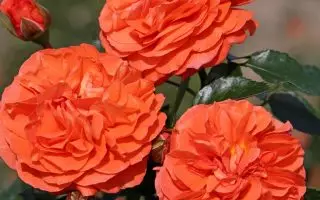 ROSA KORDES, Orangerie® - Orangerie 4