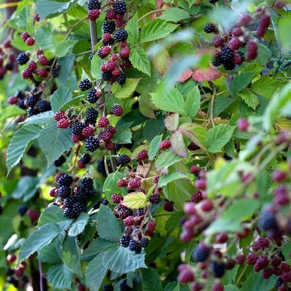 Rubus frut. ´Thornfree´ beztrnný ostružiník, 40, RK2