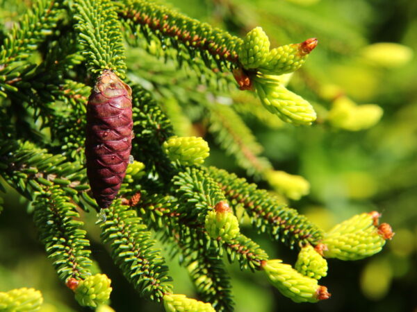 Picea orientalis 'Aureospicata' 40–50 CM, výška v dosp. 8–15 M - Picea orientalis Aureospicata 58885.1443659052.1280.1280