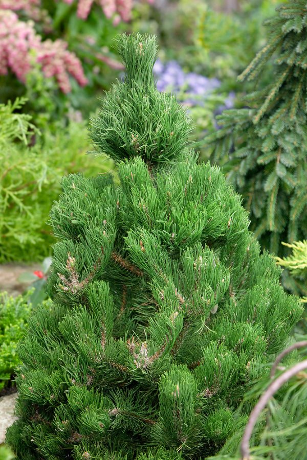 Pinus nigra 'Oregon Green' - Pinus Oregon Green