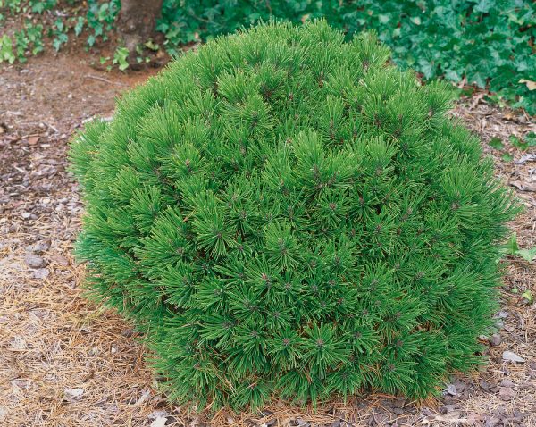 Pinus leucodermis 'Schmidtii' 60KM - Pinus Schmidtii