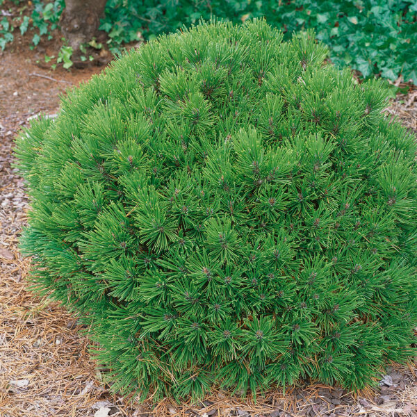 Pinus leucodermis 'Schmidtii' 60KM