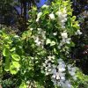 Robinia pseud. 'Twisty Baby' - 60KM-výška kmínku 60 CM