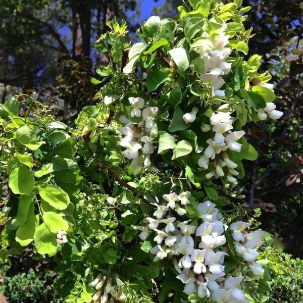 Robinia pseud. 'Twisty Baby'