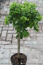 Robinia pseud. 'Twisty Baby' - Image 2