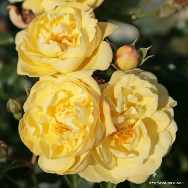 ROSA KORDES, Sunny Rose® - Sunny Rose 1