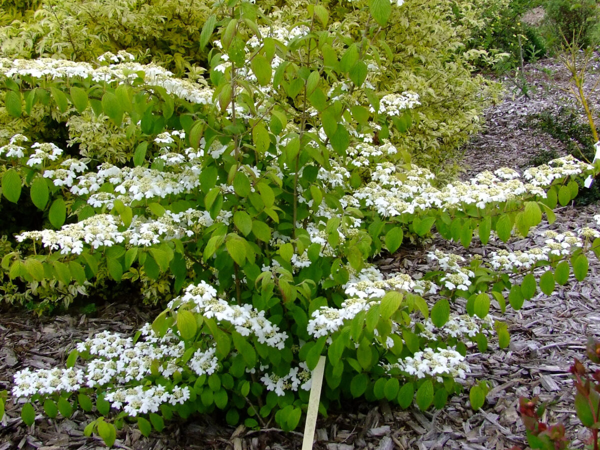 Viburnum plicatum 'Kilimandjaro'® 100–125 cm - Image 1