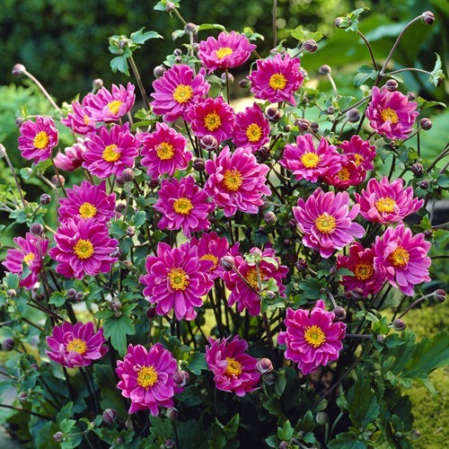 Anemone japonica ‘Pamina’ K11x11