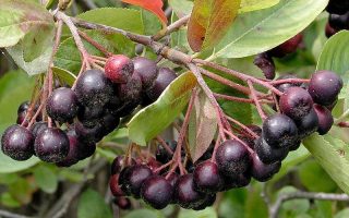 Aronia prunifolia 'Hugin' - aronia prunifolia hugin aronie noire compacte baies