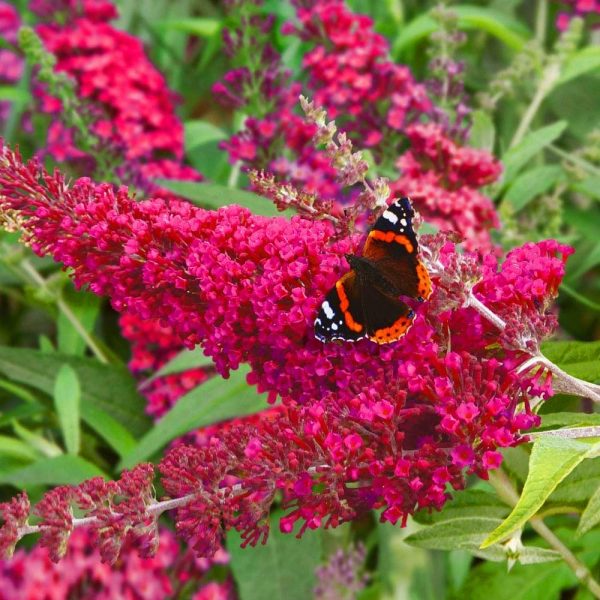 Buddleja dav. 'Red Dragon'® 20–30 cm - buddleia davidii buzz velvet butterfly bush 9cm p236 28948 image