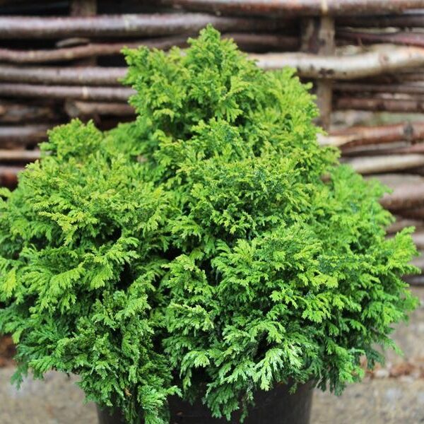 Chamaecyparis pisifera 'Nana'
