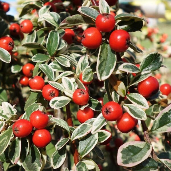 Cotoneaster x suesicus 'Juliette'120KM - cotoneaster juliette tree p363 5983 image