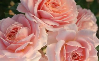 ROSA KORDES 2L Cremosa® - cremosa 28iDeFHTd4yt6Q