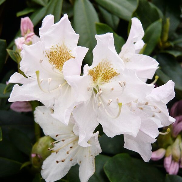 RHODODENDRON 'Cunningh. White'