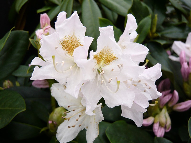 RHODODENDRON 'Cunningh. White' - cunninghams white 1