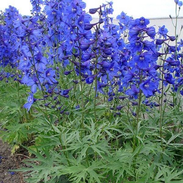 Delphinium belladonna ‘Atlantis’ K2l