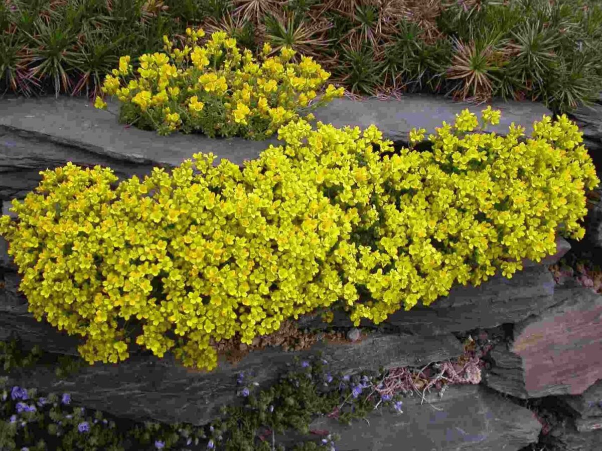 Draba bruniifolia K9x9 - Image 1