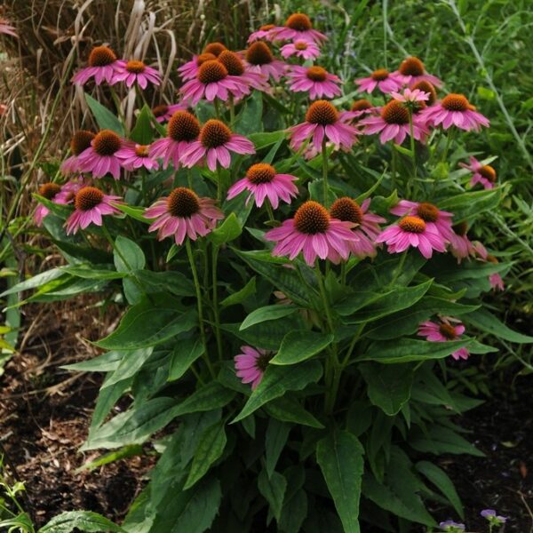 Echinacea ‘PowWow Wild Berry’ K11x11