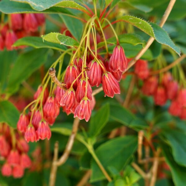 Enkianthus camp. 'Red Bells'