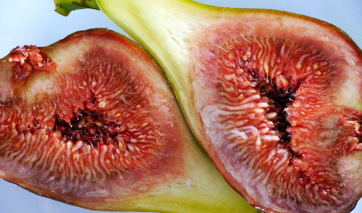 Ficus carica 'Brown Turkey' - Image 2