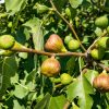 Ficus carica 'Brown Turkey' - C2L