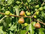 Ficus carica 'Brown Turkey'