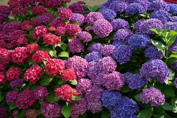 Hydrangea macr. 'Schloss Wackerbarth'® 3 barvy - flowers 2062232 1280