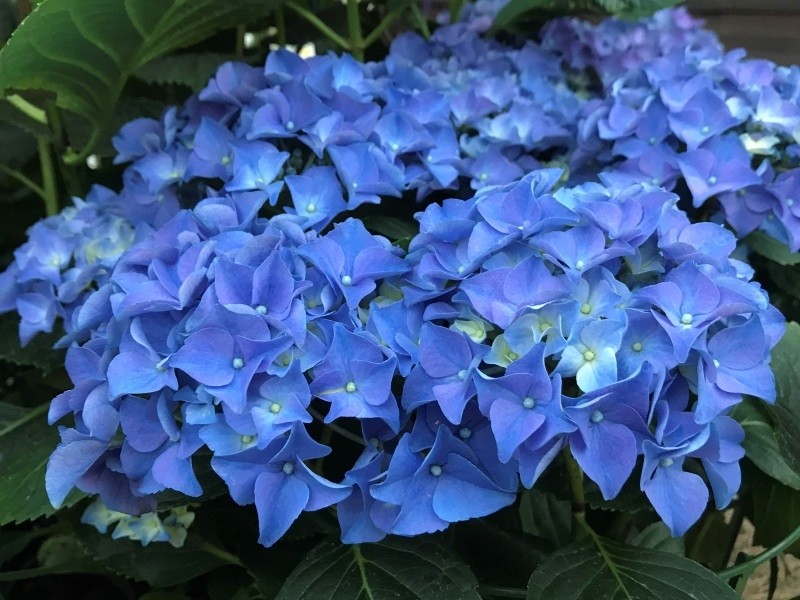 Hydrangea macr. 'Early Blue'® - hydrangea macrophylla early blue resized 1