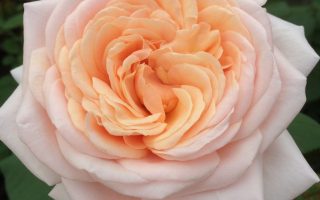 ROSA KORDES 2L Courage® - imageIqG4im