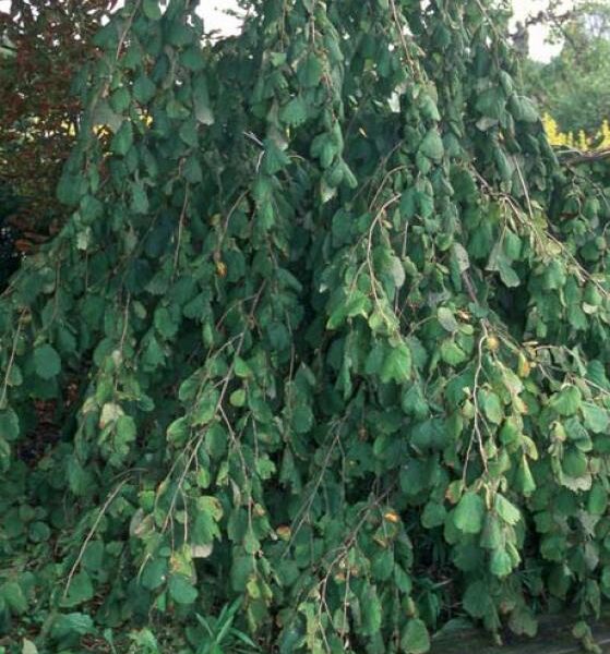 Corylus avellana 'Pendula' 120KM