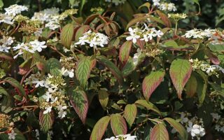 Viburnum plicatum 'Watanabe' - japanischer zwerg schneeball watanabe m005432 w 1