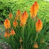 Kniphofia 'Poco Orange' - C1,5 l