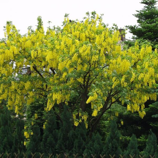 Laburnum anag. Sunspire 120KM