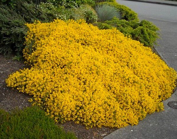 Genista pilosa 'Vancouver Gold' 25–30 cm