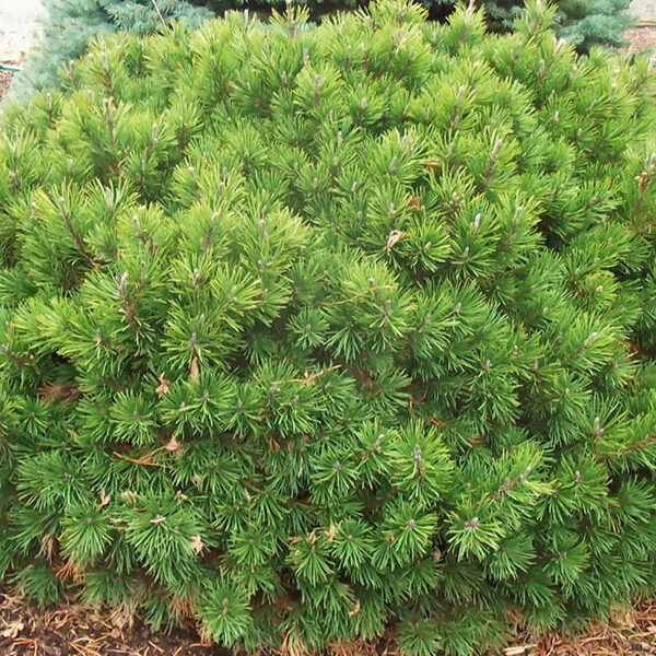 Pinus mugo 'mugo' 20–30 cm