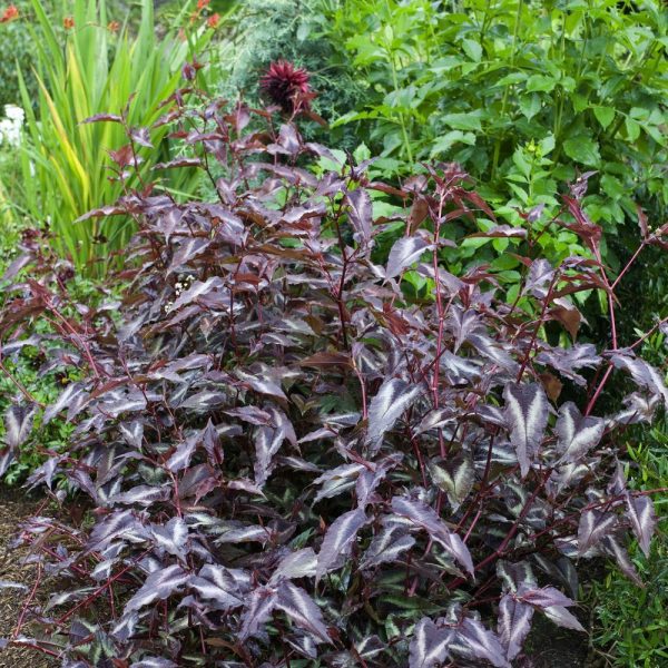 Persicaria microcephala ‘Red Dragon’ K11x11 - persicaire red dragon