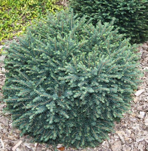 Picea omorika 'Karel' 20–30 cm - picea omorika karel 1 big e1549980298237