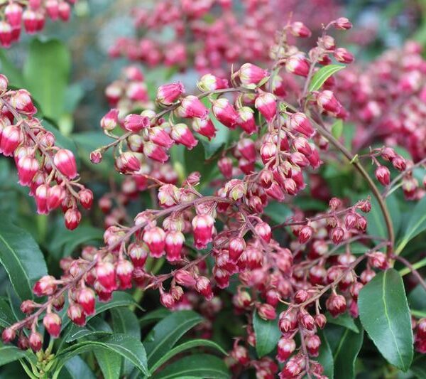 Pieris japonica 'Passion '20–30 cm