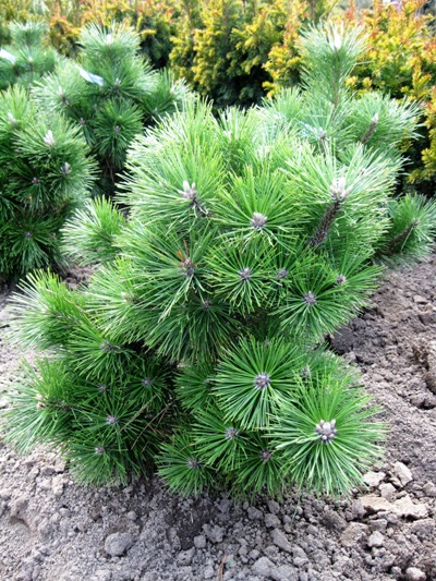 Pinus nigra 'Nana' - pinus nigra nana