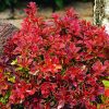 Berberis thunbergii 'Admiration'® - Kontejner 2 l, v. 15-20 cm