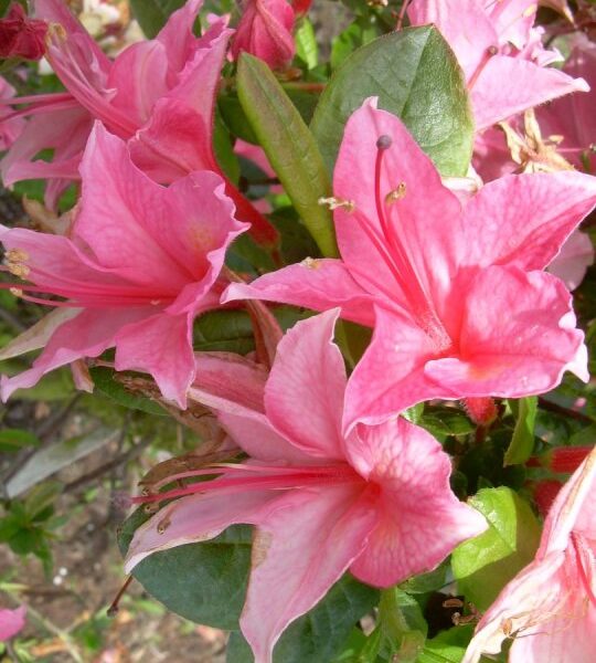 Azalea (V) 'Rosata' 30–40 cm, růžová